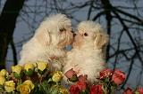 COTON DE TULEAR 004